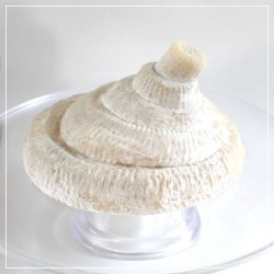 Nessuna immagine impostata 